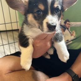 Pembroke Welsh Corgi Puppies from Delaney’s Corgis
