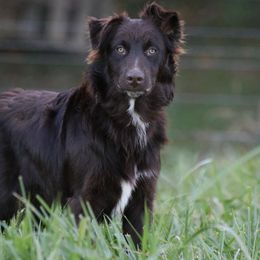 Deakon - Australian Shepherd