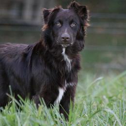 Deakon - Australian Shepherd