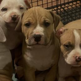 Goose -light blue collar - Blue fawn male American Staffordshire Terrier puppy in Monroe, Georgia from Irresistibull Staffords
