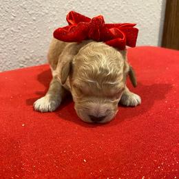 Beauty - Sable female Goldendoodle puppy in Brookings, South Dakota from Hofer Pups