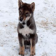 Boy 2 - Black sesame Shikoku puppy in Virginia from Hachidori Sou