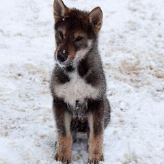 Boy 2 - Black sesame Shikoku puppy in Virginia from Hachidori Sou