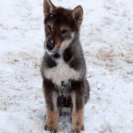 Boy 2 - Black sesame Shikoku puppy in Virginia from Hachidori Sou