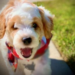 Cavachon, Cavalier King Charles Spaniel, and Cavapoo Puppies from Cavachon Love