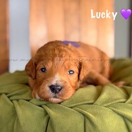 Lucky - Apricot female Goldendoodle puppy in Lancaster, Minnesota from North Star Dog Training