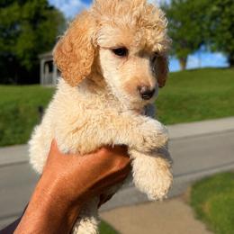 Mercy - Cream female Poodle puppy in Washington, Pennsylvania from Patriotic Poodles