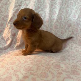 Girl 2 - Red female Dachshund puppy in Galax, Virginia from Dells  Dachshund’s