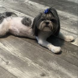 Jersey - Shih Tzu