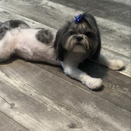 Jersey - Shih Tzu