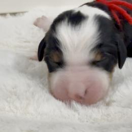 The Grinch - Tri-color male Bernedoodle puppy in Hegins, Pennsylvania from Bubbling Springs Doodles, LLC