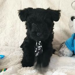 Boy 4 - Black Miniature Schnauzer puppy in Kannapolis, North Carolina from Schnauzer Affinity