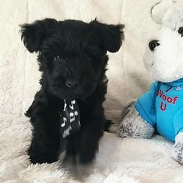 Boy 4 - Black Miniature Schnauzer puppy in Kannapolis, North Carolina from Schnauzer Affinity