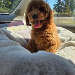Toph - Red  male Poodle puppy in Washington from Mt.BakerPoodles&Doodles