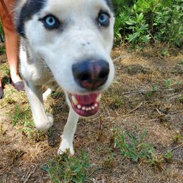 Siberian Husky Puppies from Haskins Huskies