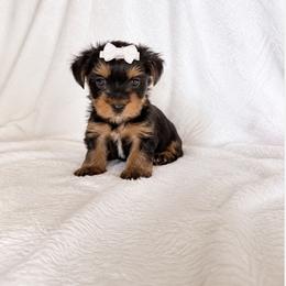 Yorkshire Terrier Puppies from TheDogHouse