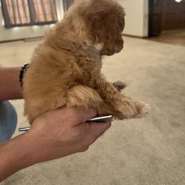 Poodle Puppies from ItalianToyPoodles