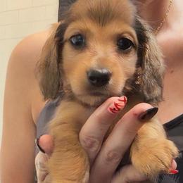 Van helsing - Red male Dachshund puppy in Tampa, Florida from EntityDachs
