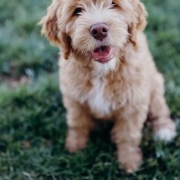 Bernedoodle, Goldendoodle, and Poodle All Grown Up from Best Quality Doodles