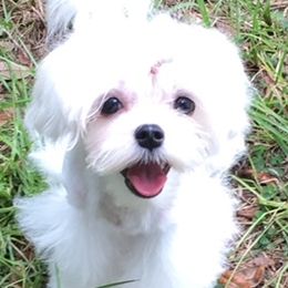 Biewer Terriers and Maltese from Dog Daze