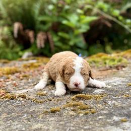 Bruno (Blue Collar) - Red male Bernedoodle puppy in Stanwood, Washington from Butter Cup Pups and Paws