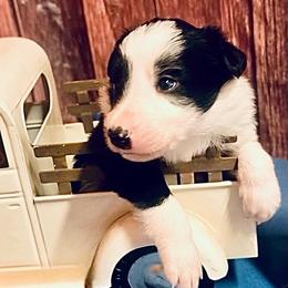 Waylon - Black and white male Border Collie puppy in Cleveland, North Carolina from Morning Glory Farm-border collies/Beyond Brilliant Dog Co.