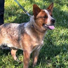 Buddy - Rusty - Red speckled male Australian Cattle Dog puppy in Red Bluff, California from Route 99 Heelers