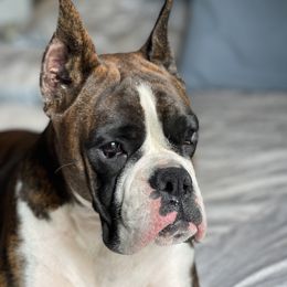 Halo - Boxer