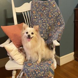 Chihuahuas, Dachshunds, Miniature Australian Shepherds, Pomeranians, Poodles, and Toy Australian Shepherds from Paw Prints