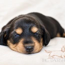 Moose - Black and tan male Dachshund puppy in Waco, Texas from LHC Dachshunds