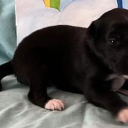 Girl 1 - Silken Windhound puppy in Punta Gorda, Florida from Sunkissed Silken Windhounds