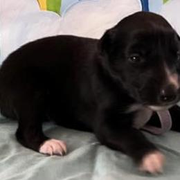 Girl 1 - Silken Windhound puppy in Punta Gorda, Florida from Sunkissed Silken Windhounds