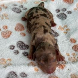 Reeces - Dapple female Dachshund puppy in Hawley, Texas from Foxy’s Dachshunds & Toy Aussies