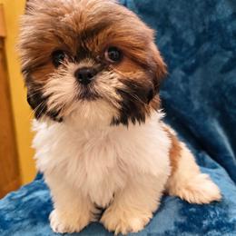 Starla - Brindle female Shih Tzu puppy in Stroudsburg, Pennsylvania from Puppyville Pa Shih Tzu & frenchies