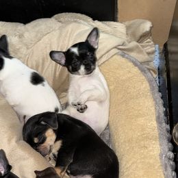 AKC Registered Boy 1 - Black and white male Chihuahua puppy in Anoka, Minnesota from Anoka County MN AKC Chihuahuas