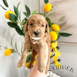 STINGER - Caramel red male Australian Labradoodle puppy in Palmdale, California from Heavenly Doodles