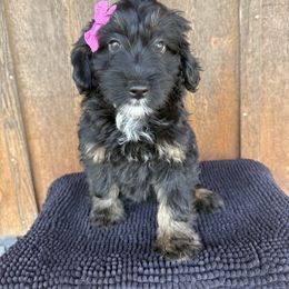 Lou - Black tri-color female Aussiedoodle puppy in Eastland, Texas from H5 Mini Doodles