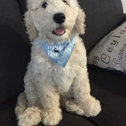 Goldendoodle and Bearded Retriever Puppies from Emma Lee Doodles