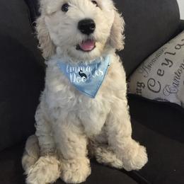 Goldendoodle and Bearded Retriever Puppies from Emma Lee Doodles