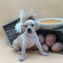 Pink - Yellow female Labrador Retriever puppy in Heath Springs, South Carolina from Rich Hill Retrievers