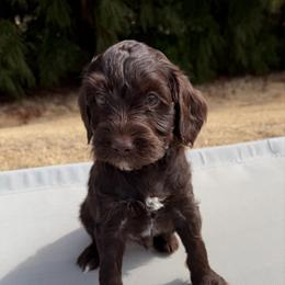 Brown Boy - Chocolate male Australian Labradoodle puppy in West Union, South Carolina from Golden Corner Labradoodles, LLC