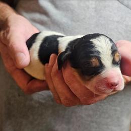 Male 2 - Black brown and white male Basset Hound puppy in Trade, Tennessee from TN Miniature Dachshunds & Basset Hounds