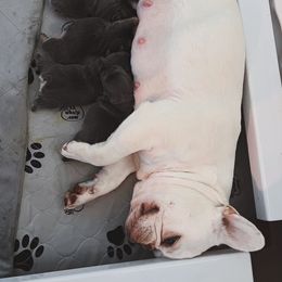 French Bulldog Puppies from GBPGENETICS