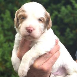 ( Orange Collar) Cloud - Parti male Goldendoodle puppy in Granite Falls Nc, North Carolina from Carolina Goldendoodles
