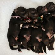 Lowchen Puppies from Willowcreek Kennels