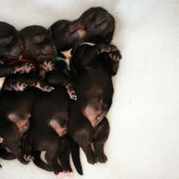 Lowchen Puppies from Willowcreek Kennels