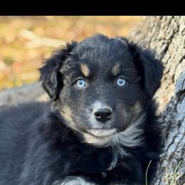 Girl 1 - Black tri-color female Australian Shepherd puppy in Irmo, South Carolina from Triple S Farms