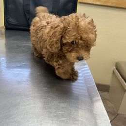 Charm - Red  male Poodle puppy in Bakersfield, California from Underground kennels