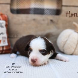 Honey- RTF - Red tri female Toy Australian Shepherd puppy in Nacogdoches, Texas from TK Standard, Mini, & Toy Aussies