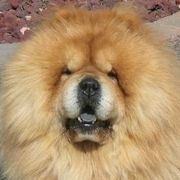 Chow Chow All Grown Up from Twilight Chows